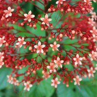 Clerodendrum paniculatum L.